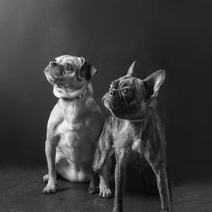 Fundraising Page: Tonks and Wrigley Vetter